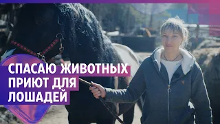Основательница единственного в Новосибирской области приюта для лошадей | NGS.RU