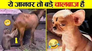 🤣इन जानवरों का लेवल अलग है 😜 Animals' Most Hilarious Moments: From Tears to Cheers
