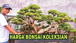 Intip Harga Bonsai Petarung Bonsai Koleksian《 085334527859 Om Han