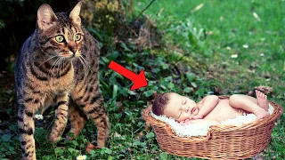 Katze fand einsames Baby im Wald. Doch was sie tat ist unglaublich