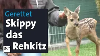 Rehkitz: Skippy erobert alle Herzen im Sturm | Abendschau | BR24