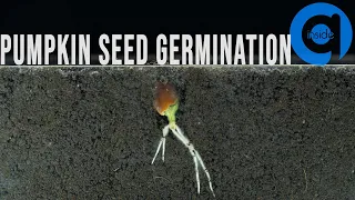 Pumpkin Seed Germination & Growth Time Lapse - Soil cross section - Growing Plant