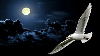 💎NEIL DIAMOND ~ JONATHAN LIVINGSTON SEAGULL MEDLEY 1977 [Live Audio]