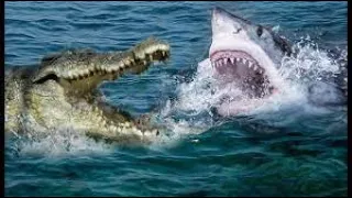 WATCH Sharks Biting Alligators, the Most Epic  Battles Unbelievable !!!