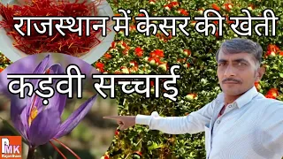 राजस्थान में केसर की खेती कड़वी सच्चाई || Cultivation of Saffron in Rajasthan bitter truth