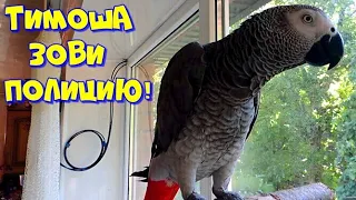 Зови полицию! Попугай Тимоша. Call the police! Parrot Timosha. #shorts