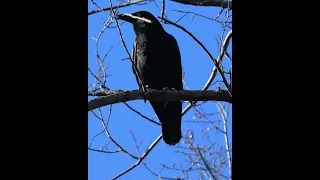 American Crow calling