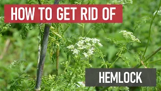 How to Get Rid of Poison Hemlock [Weed Management]