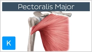 Pectoralis Major Muscle - Function& Origins - Human Anatomy | Kenhub