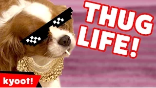 The Funniest Animal Thug Life Bloopers of 2016 Caught On Tape | Kyoot Animals