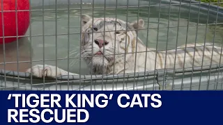 4 big cats rescued from 'Tiger King' park now living in Minnesota