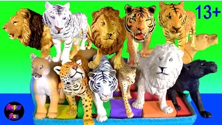 Big Cat Week 2020 NEW Lions Tigers Wild Animals White Lion White Tiger Jaguar Panther Cheetah 13+