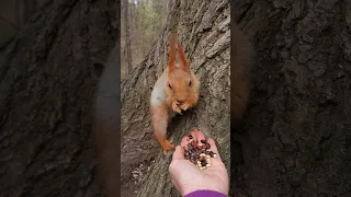 Долго не виделись #shorts #squirrel