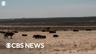 Texas farmers on thousands of cows killed in Panhandle wildfires: "You can lose it overnight"