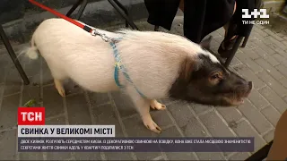 Новини України: у середмісті столиці на повідці розгулює свинка Адель
