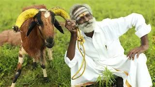 Kaayalpatnam Mutton Biryani By Daddy Arumugam | New Year Special | Village food factory