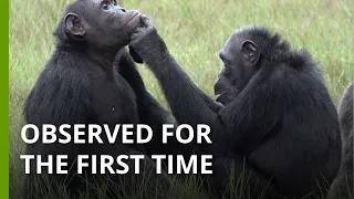 Rare footage shows chimpanzee putting insect on wound