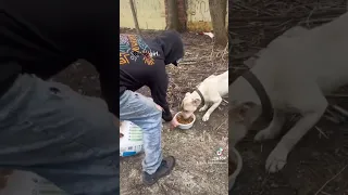 Amazing Transformation Of Starving Dog After Rescued Dog Rescue Stories part 1