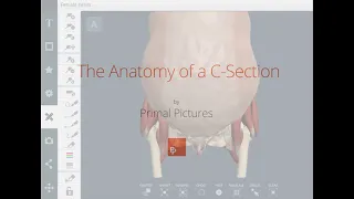 Primal Pictures: C-section