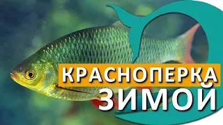 Где краснопёрка обитает зимой. ЛУЧШИЕ НАЖИВКИ для краснопёрки.  Рыбалка с Деки Орка.