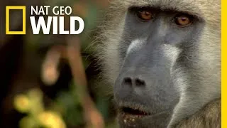 The Hunting Baboon Queen | Baboon Queen