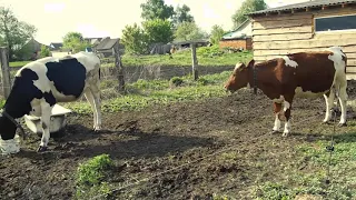 Утро раннее! 12 мая Прибыль в НАШЕМ хозяйстве! ДАЖЕ НЕКОГДА РОДИТЬ...РЕБЕНКА!