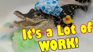 What it's Like to Have a Pet Alligator