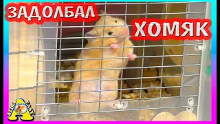 МЕШАЕТ ХОМЯК / ЧТО ДЕЛАТЬ?/ ПОЧЕМУ ВЫБРАСЫВАЮТ ХОМЯКОВ? / ALISA EASY PETS