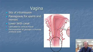 Female Reproductive System