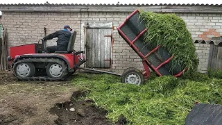 Гусеничный минитрактор помогает соседу, прививаю деревья , вожу  траву.