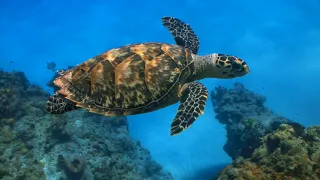 Unterwasserwelt|Meerestiere Meeresschildkröte