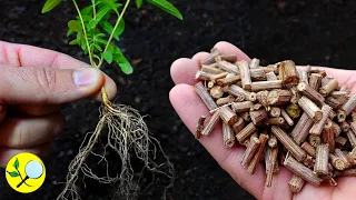 🌿Esquejes, Poda y Reproducción del Cedrón. No tires las ramas!!!