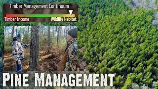 How to Manage Pine Stands for Quality Wildlife Habitat