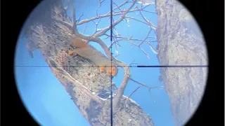 EPIC Squirrel Hunting with Pellet Gun (SCOPE CAM) - Kill and Cook