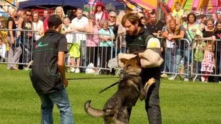 Schutzhund in Action Working Dog Show