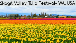 Tulip Flowers || Skagit Valley Tulip Festival in Washington, USA