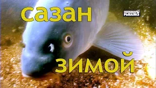 САЗАН ЗИМОЙ.  Cyprinus carpio О чём молчат рыбы 72