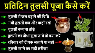 प्रतिदिन तुलसी की पूजा कैसे करें, तुलसी में जल चढ़ाने की विधि, तुलसी कहाँ रखे, Tulsi Puja Kaise Karen