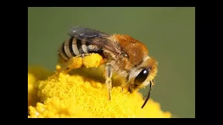 Planet Wissen - Wildbienen