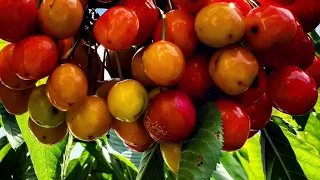 Effortless pitting on our homegrown Cherries.