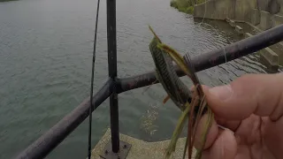 BASS FISHING AT MY FAVORITE POND IN ILLINOIS!
