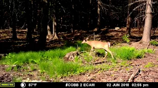 Best Trail Camera Videos from June 2018