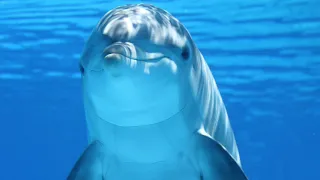 Звук дельфина БЕЗ МУЗЫКИ - Sound dolphin, voice Sound dolphin, voice dolphin