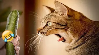 YOU LAUGH YOU LOSE😺Best Funny Animals Video 2024😼🐶#13