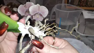 Реанимация Орхидеи с глубокой зачисткой замороженного Биг-липа/ Шанс еще есть🥺😭но так его жалко