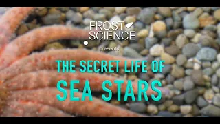 Science Spotlight: The Secret Life of Sea Stars