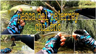 pesca de PEJERREY CHILENO con PLUMA 2020 🎣🔥✌