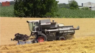 GLEANER Combines Harvesting Wheat