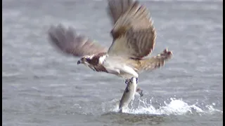 An osprey fishing in slow motion