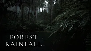 Rainy Forest Ambience | Forest Rain Sounds for Sleeping, Study, Relaxing, ASMR